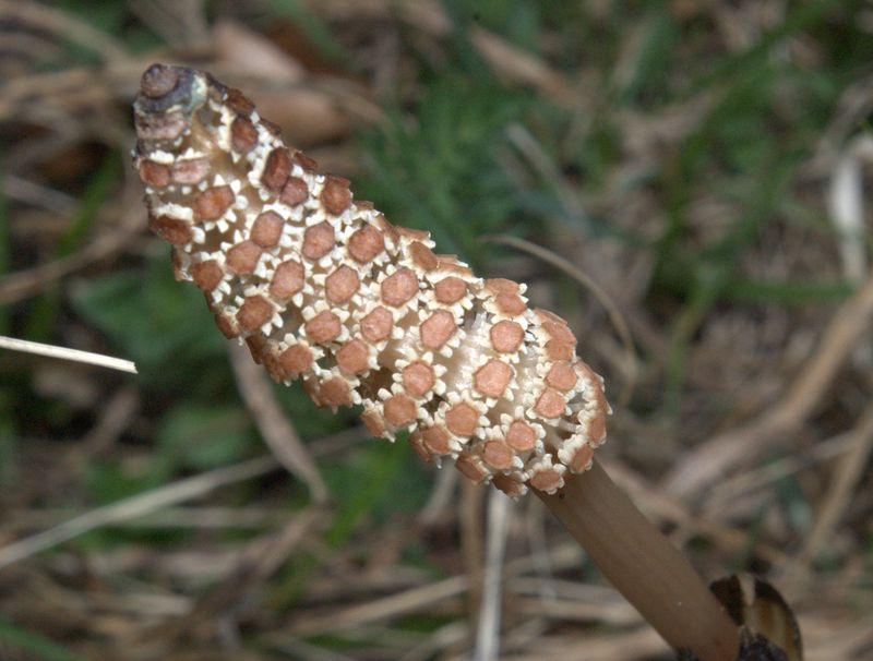 Equisetum arvense